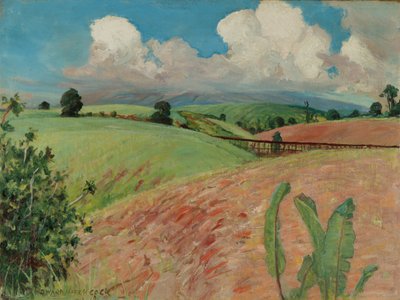 Canefields, Big Island by D. Howard Hitchcock